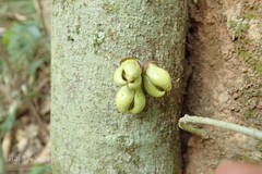 Goniothalamus cardiopetalus